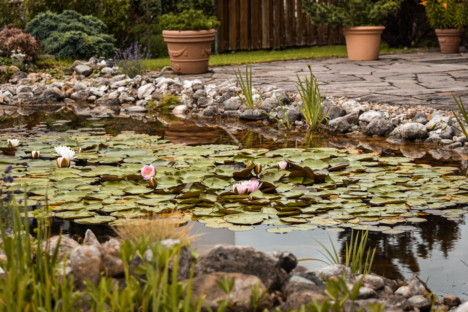 Photo from Pondcare